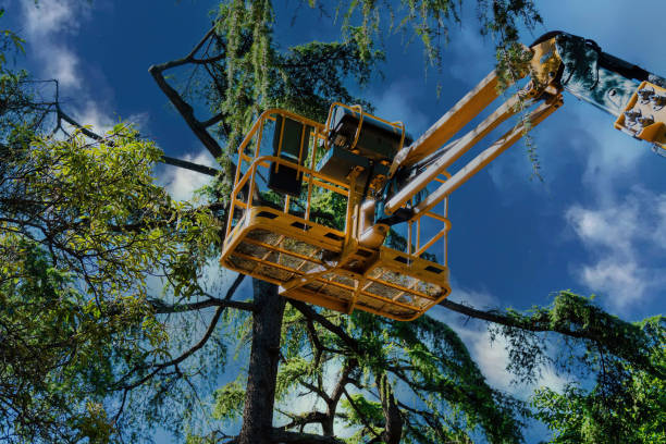 Trusted Quail Ridge, FL Tree Service Experts